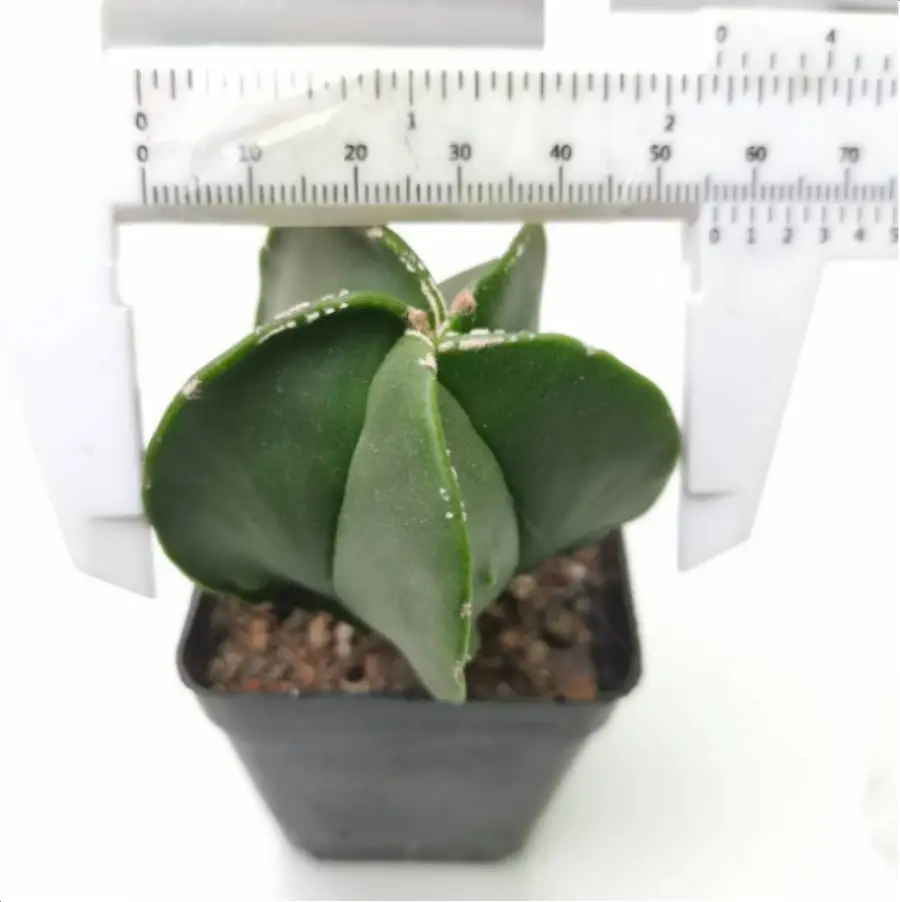 1756119362-1-3052.webp (Seed Grown)Cactus-Astrophytum myriostigma var. nudum - 画像 (1)