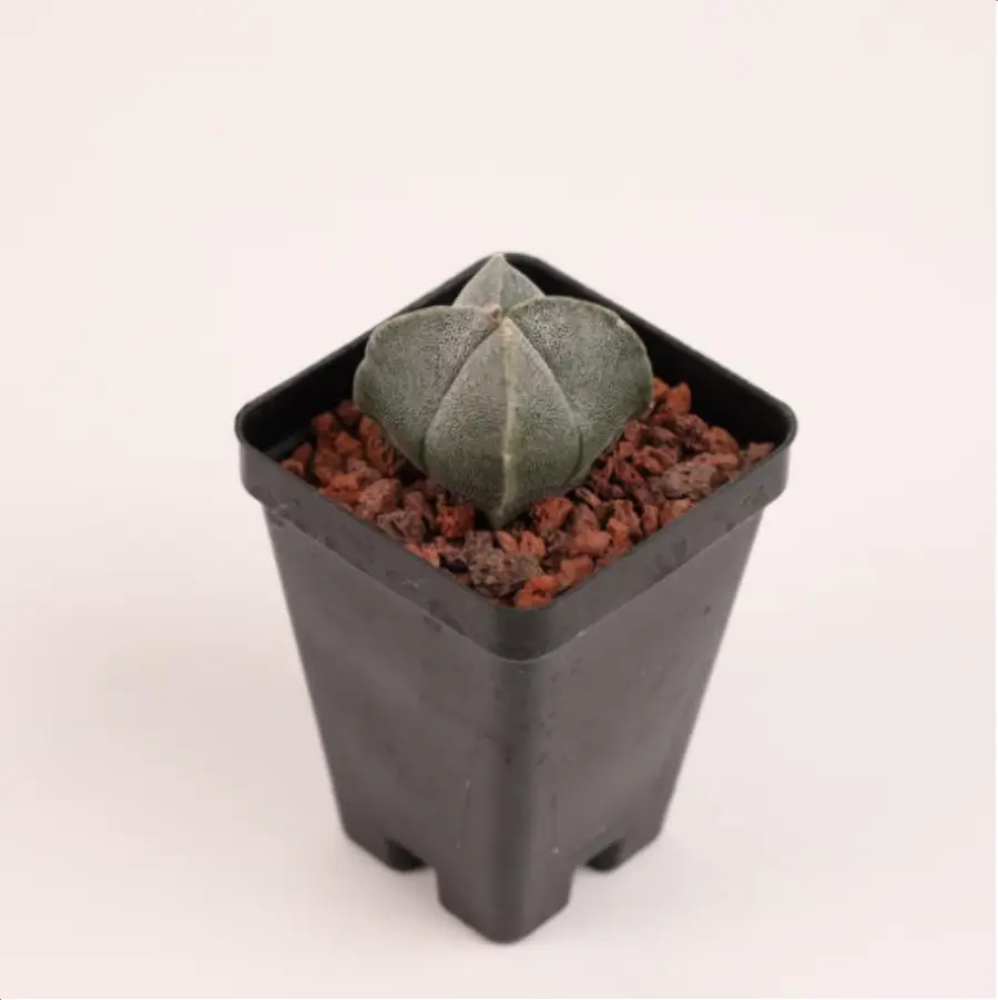 1756119365-1-3016.webp (Seed Grown)Cactus-Astrophytum myriostigma var. nudum - 画像 (1)