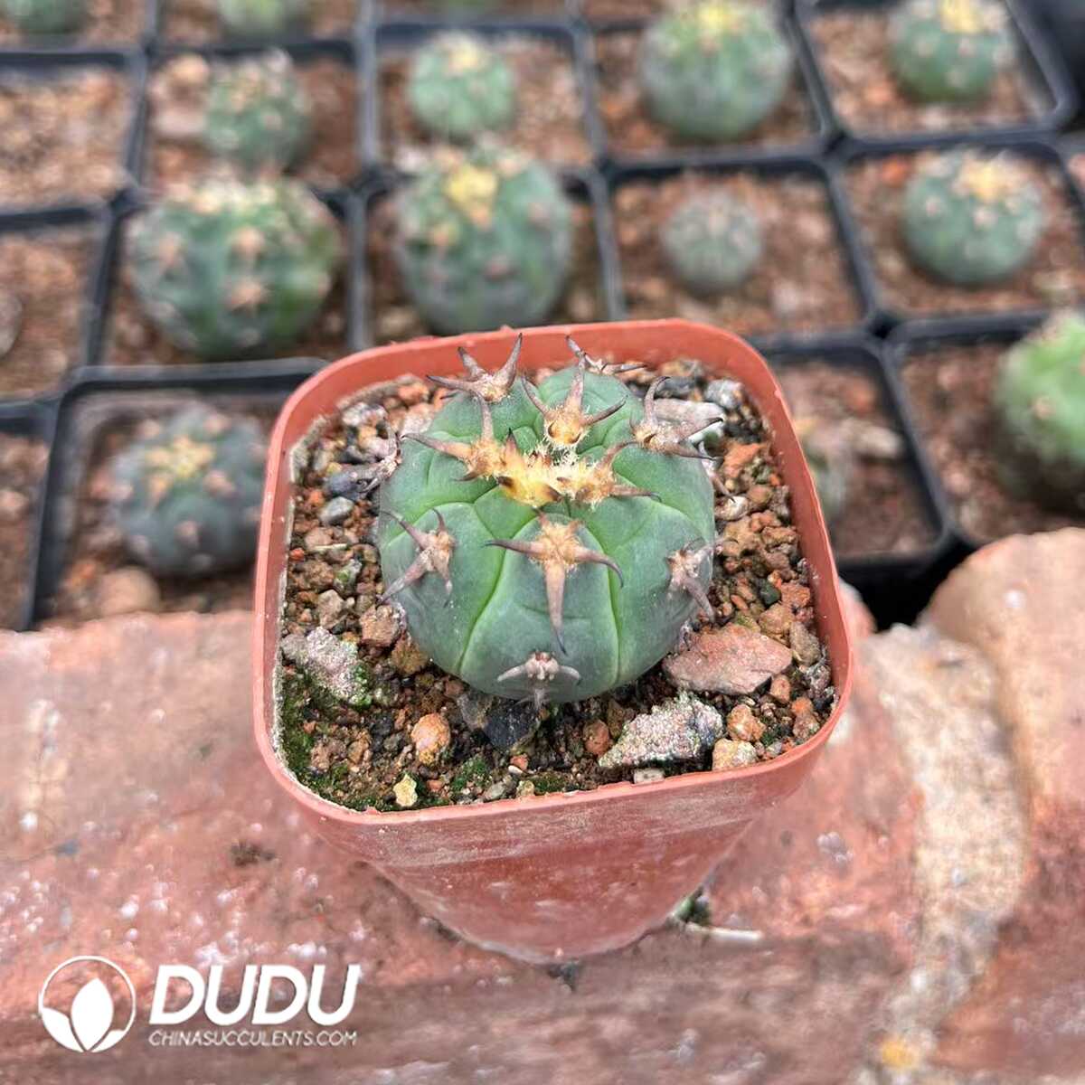 1756119418-1748325132-e-1.jpg (Seed Grown)Cactus-Gymnocalycium spegazzinii - 画像 (1)