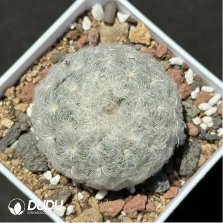 1756119449-1-2090.webp (Seed Grown)Cactus-Mammillaria bocasana - 画像 (1)