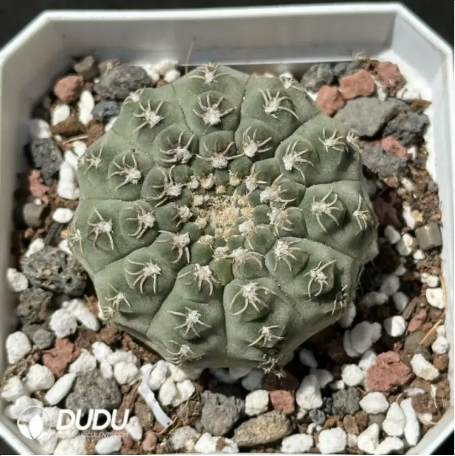 1756119543-1-2172.webp (Seed Grown)Cactus-Gymnocalycium mihanovichii subsp. - 画像 (1)