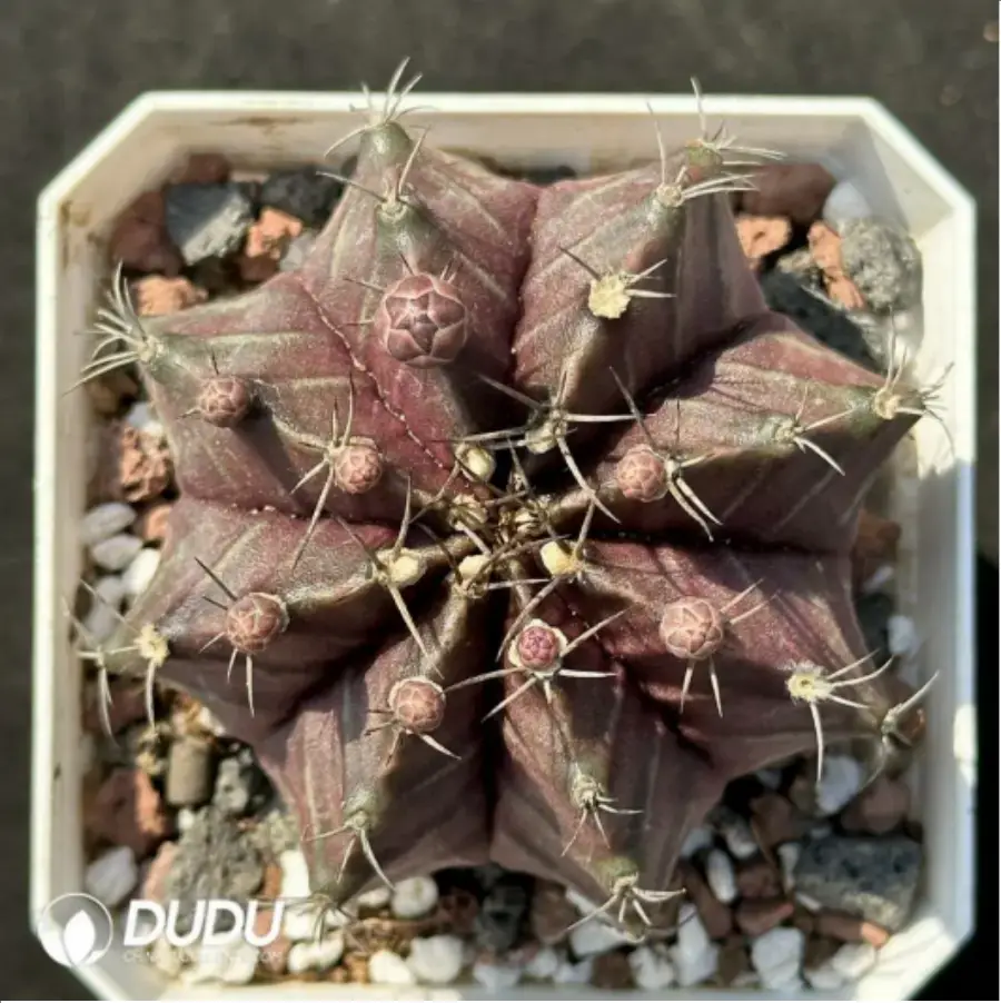 1756119550-1-2206.webp (Seed Grown)Cactus-Gymnocalycium mihanovichii subsp. - 画像 (1)