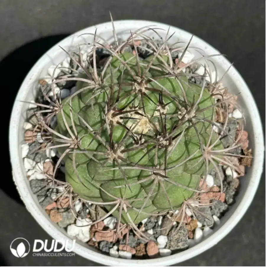 1756119681-1-2076.webp (Seed Grown)Cactus-Gymnocalycium pflanzii var. - 画像 (1)