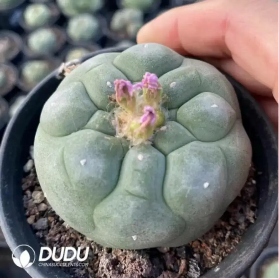 1756119707-1-1571.webp (Seed Grown)Cactus-Lophophora Diffusa - 画像 (1)