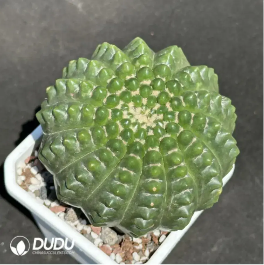 1756119787-1-2192.webp (Rooted Cutting)Cactus- Parodia werneri Parodia - 画像 (1)