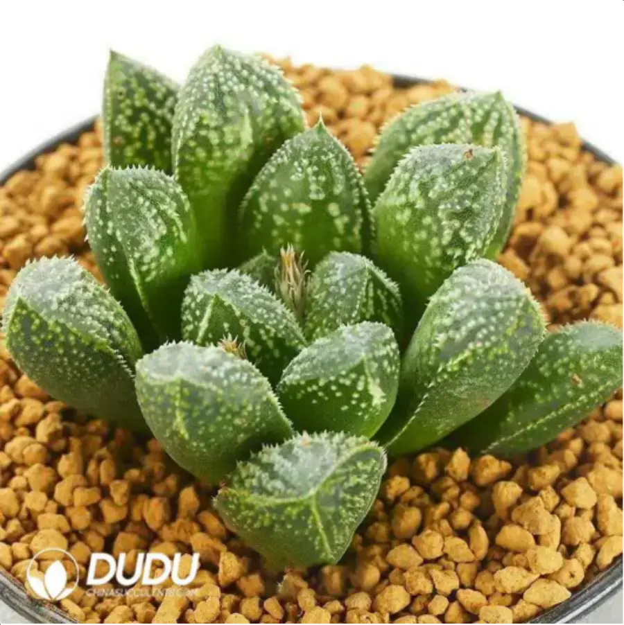 1756119794-1-1577.webp Haworthia Snow Bunny - 画像 (1)