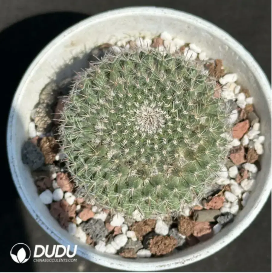 1756119860-1-2208.webp (Seed Grown)Cactus-Mammillaria hahniana - 画像 (1)