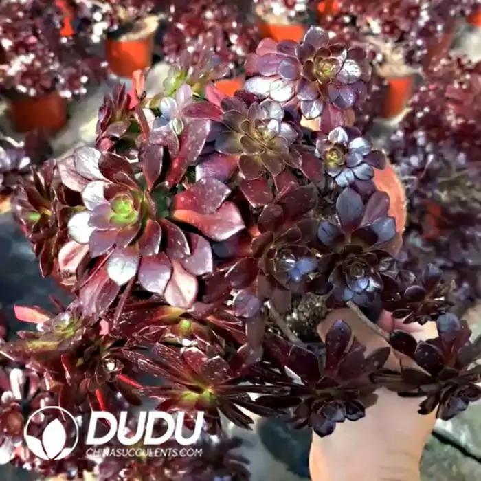 1756120276-e201-176-1.webp Aeonium Firestorm Clustering - 画像 (1)