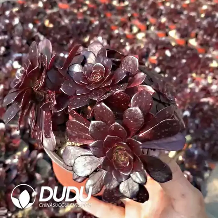 1756120289-e201-184-1.webp Aeonium Firestorm Small Clustering - 画像 (1)