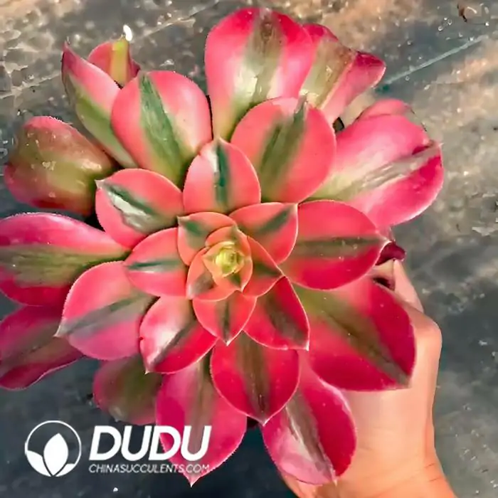 1756120291-e201-185-1.webp Aeonium Xiangfei - 画像 (1)