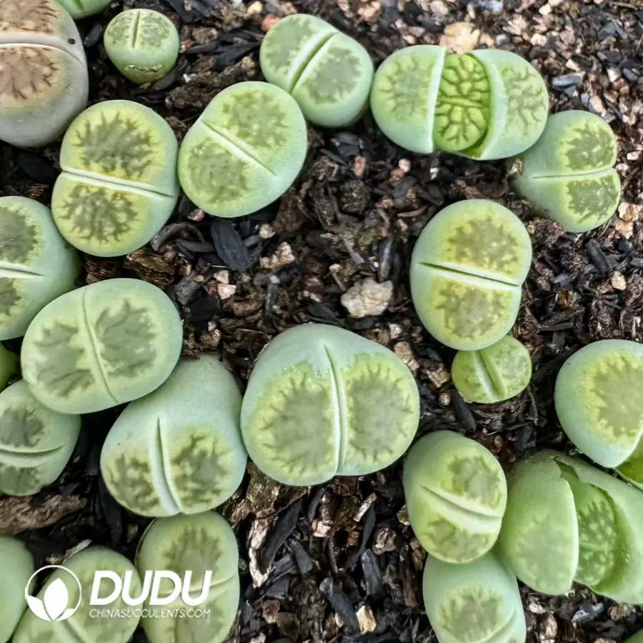 1756121352-e201-746.webp Lithops Green Kiku - 画像 (1)