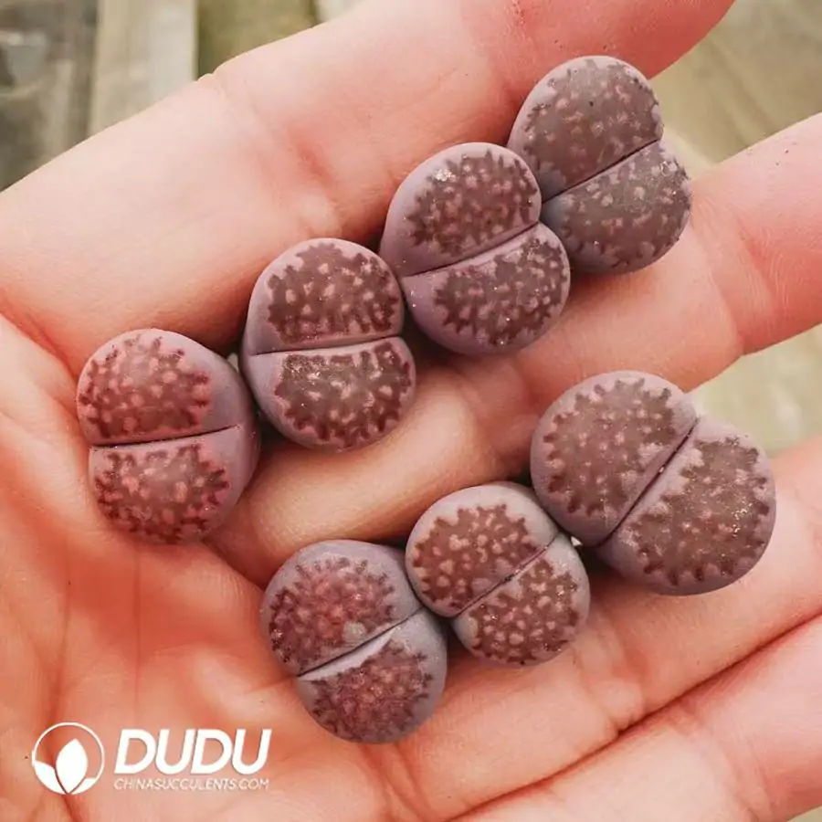 1756121365-e201-750.webp Lithops Hallii Purple - 画像 (1)