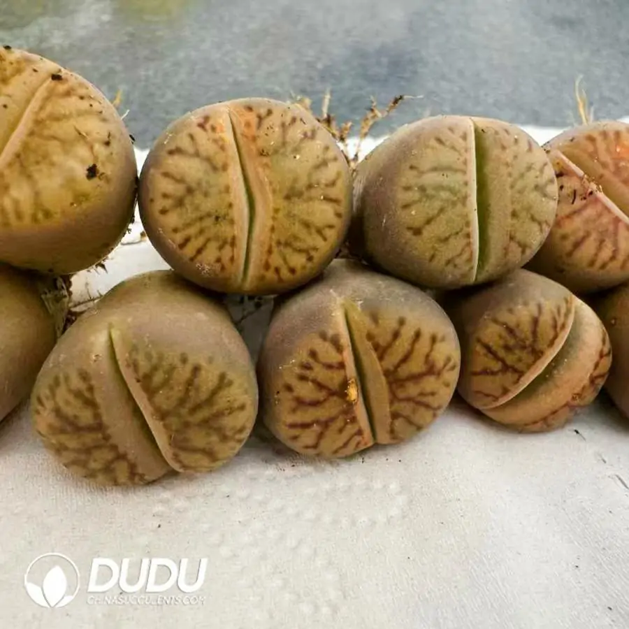 1756121373-e201-754.webp Lithops Line Pomegranate - 画像 (1)