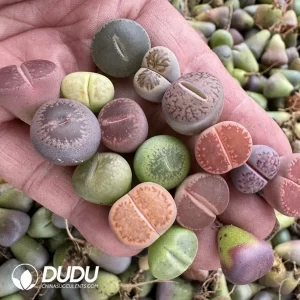 14MM Lithops Mixed 500pcs