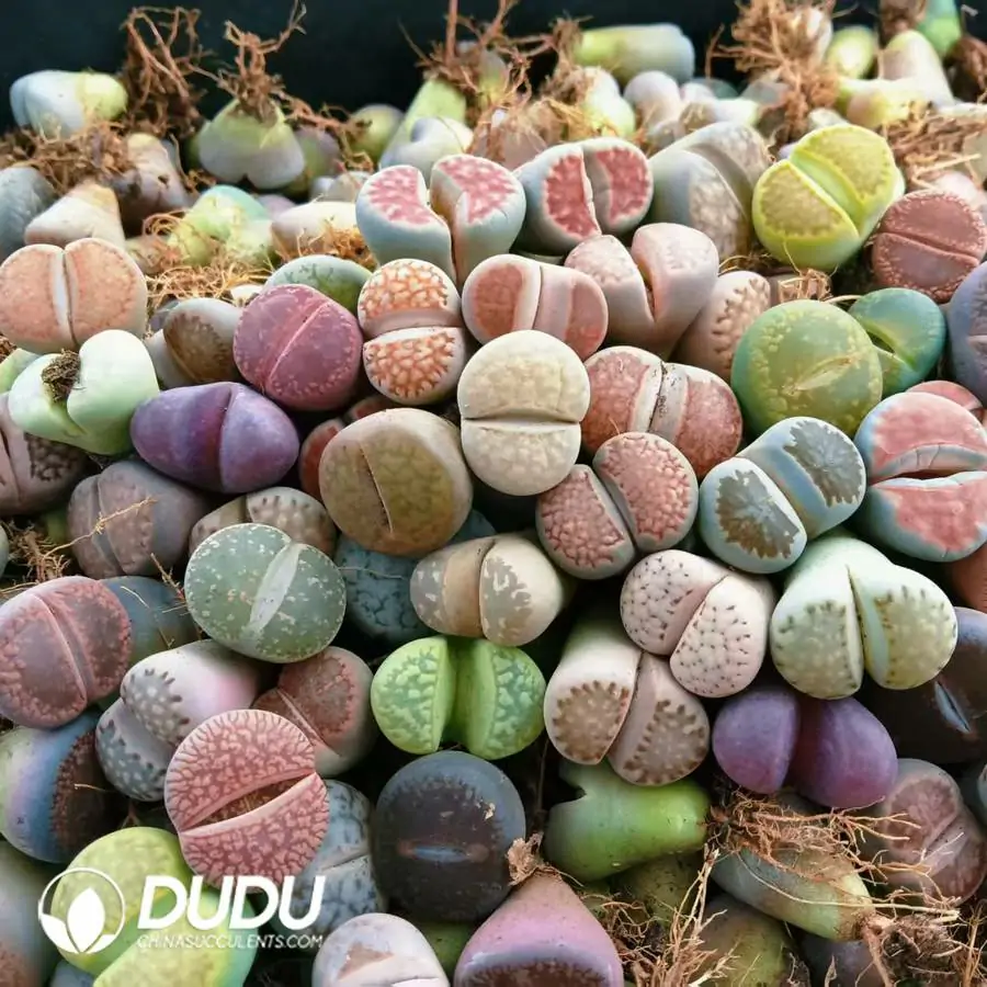 1756121386-e201-762.webp 17MM Lithops Mixed 500pcs - 画像 (1)