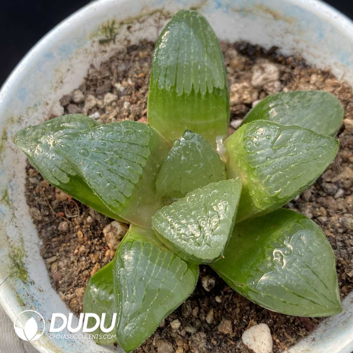 1756121500-1749192389-e201.jpg Haworthia Shipu Kang Ping - 画像 (1)