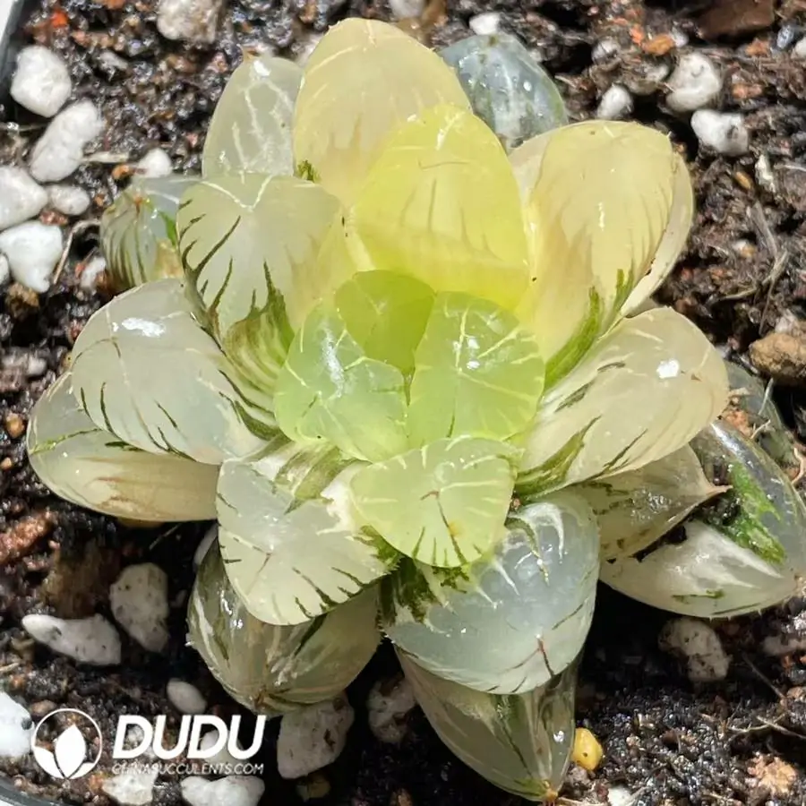 1756121588-e201-893.webp Haworthia Ground spring variegated - 画像 (1)