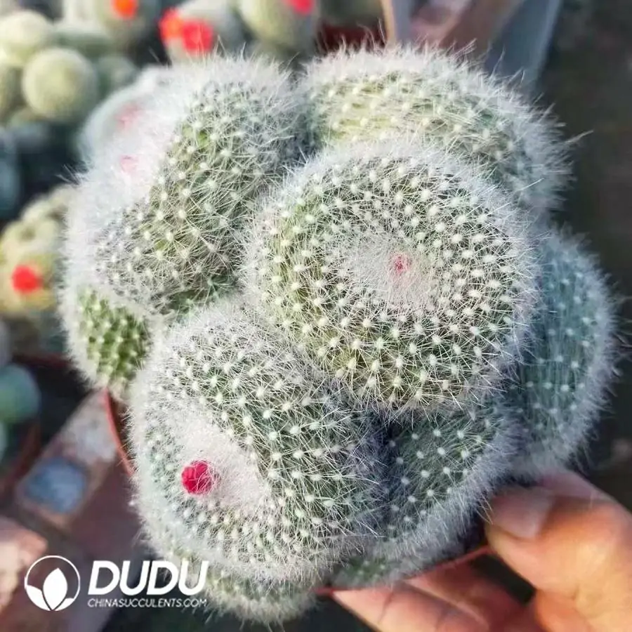 1756121644-e201-937.webp (Grafted)Parodia Snow White Clustering - 画像 (1)