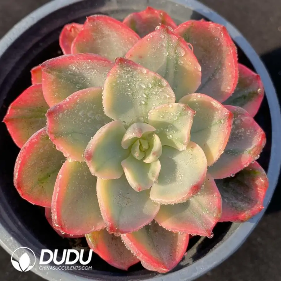 1756122137-e201-1151.webp Echeveria No trace Of Tears - 画像 (1)