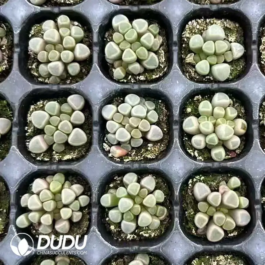 1756123305-1742529680-e201.webp 128Pcs Fenestraria aurantiaca N. E. Br.Seedlings - 画像 (1)