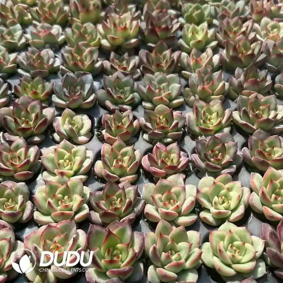 1756123312-1742529695-e201.webp 128Pcs Echeveria Little Red Heart Seedlings - 画像 (1)