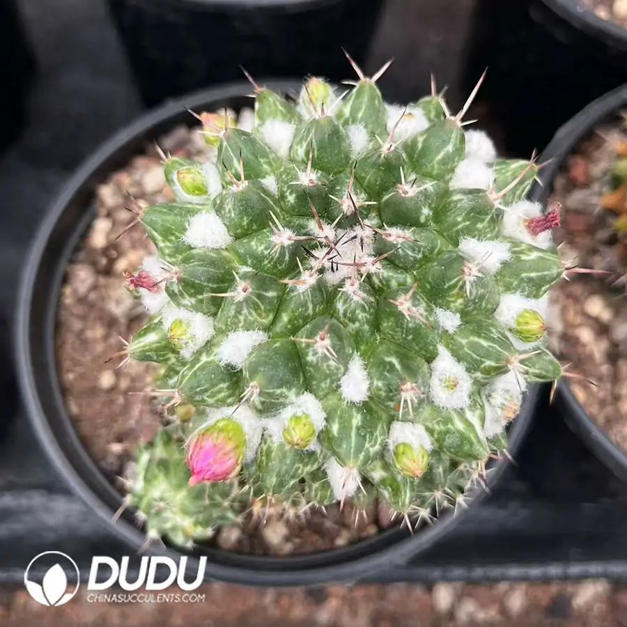 1756124625-1743558656-e201.webp (Seed Grown)Mammillaria Rioverdense White Variegated - 画像 (1)