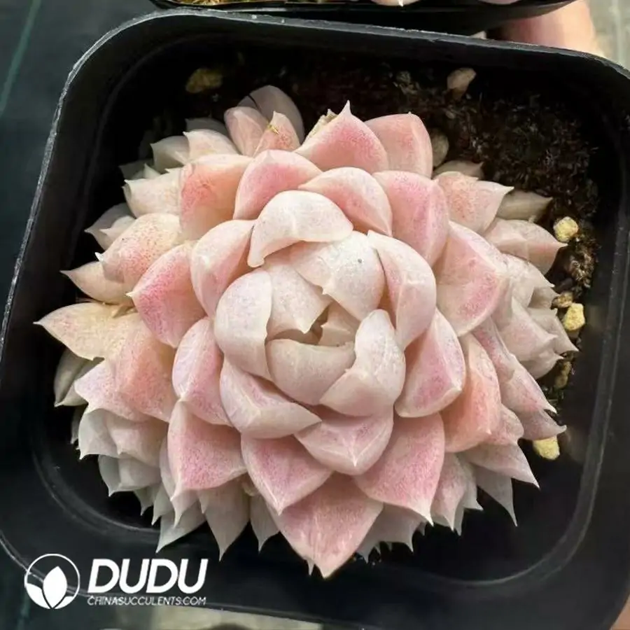 1756124860-1743660843-e201.webp Echeveria Elegans Clustering - 画像 (1)