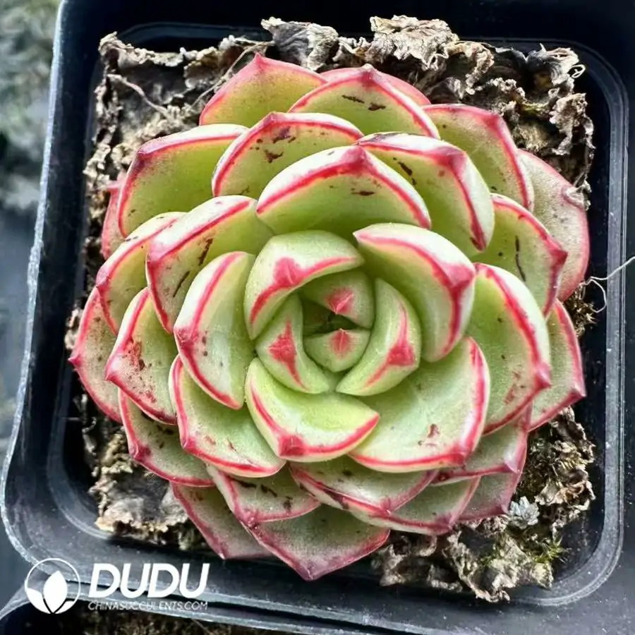 1756124867-1743660879-e201.webp Echeveria Magic Fire - 画像 (1)