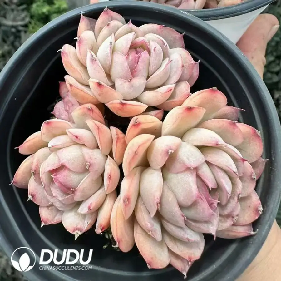 1756124869-1743660887-e201.webp Echeveria Strawberry Ice Clustering - 画像 (1)