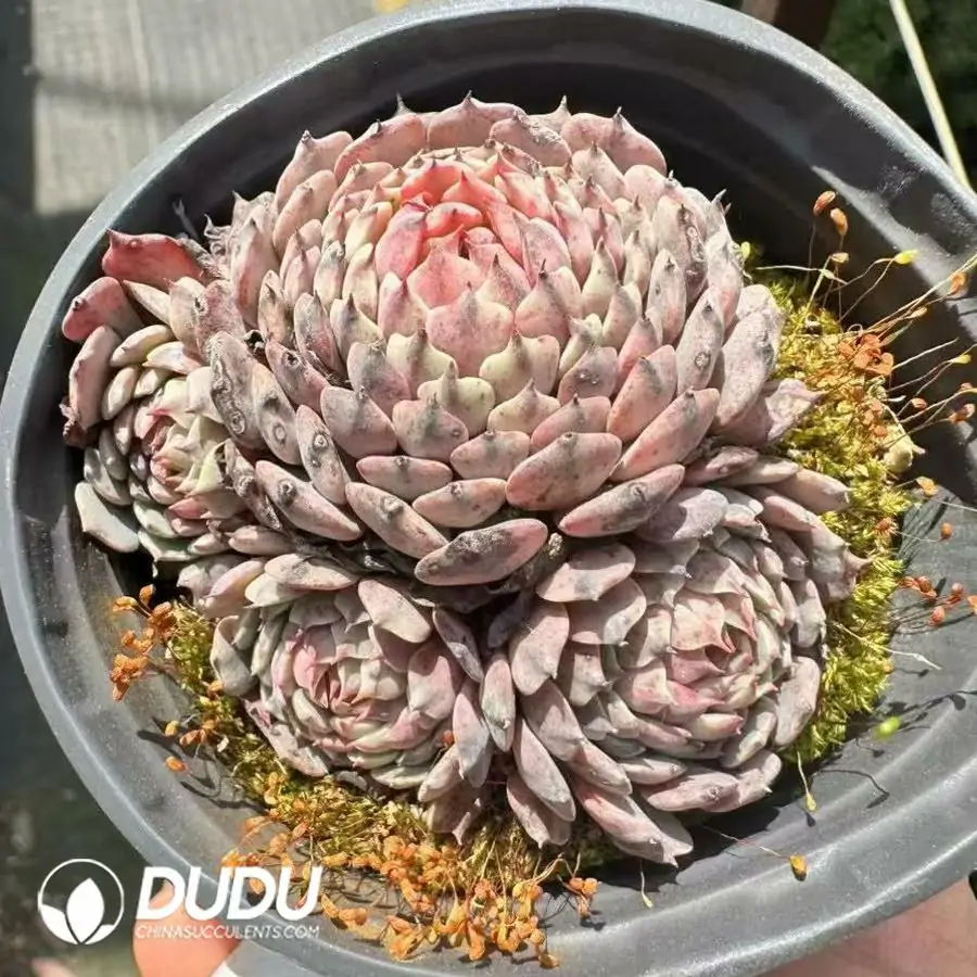 1756124871-1743660895-e201.webp Echeveria sp. Pinwheel Clustering - 画像 (1)