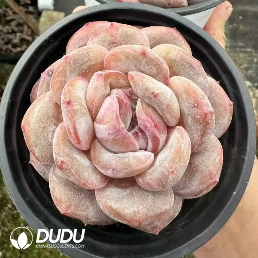 1756124879-1743660945-e201.webp Echeveria Monroe - 画像 (1)