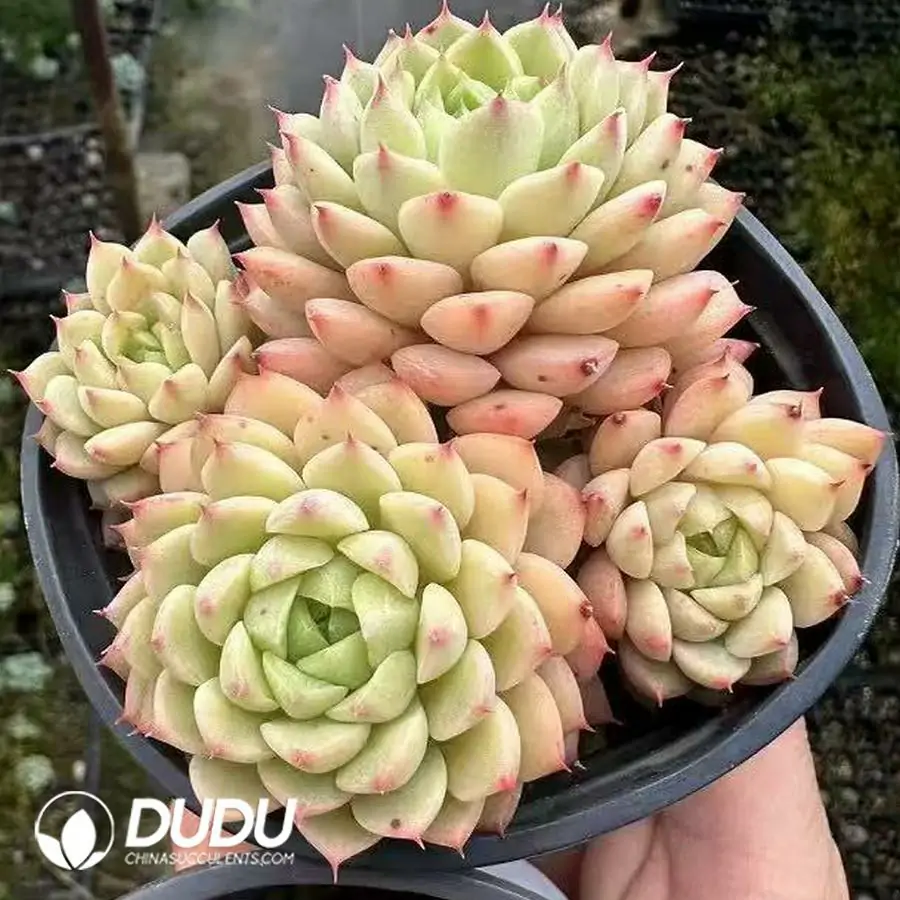 1756124886-1743660971-e201.webp Echeveria Macadamia Clustering - 画像 (1)