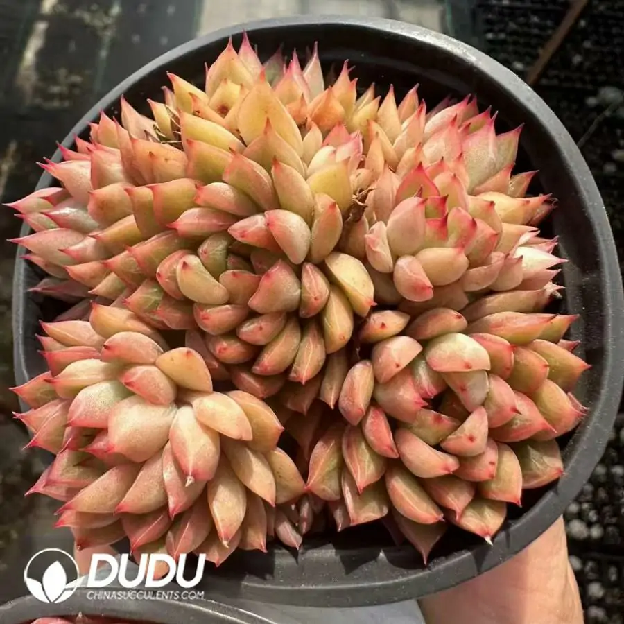 1756124915-1743661155-e201.webp Echeveria Mebina Clustering - 画像 (1)