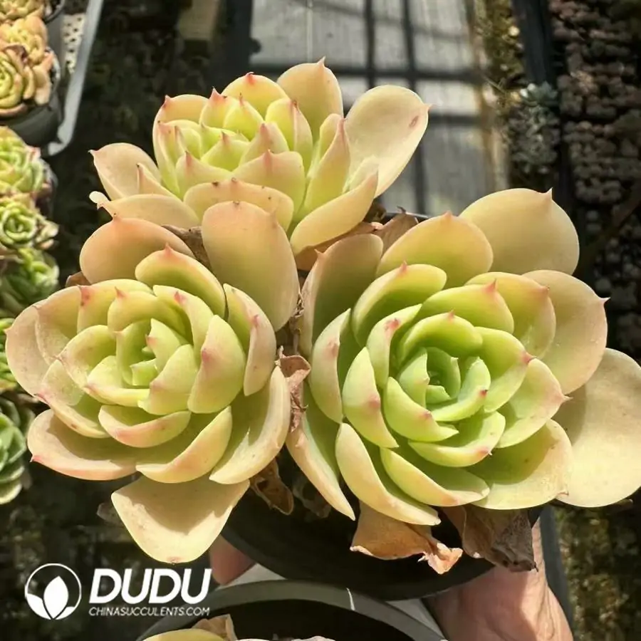 1756124934-1743661273-e201.webp Echeveria Lemon Prince clustering - 画像 (1)