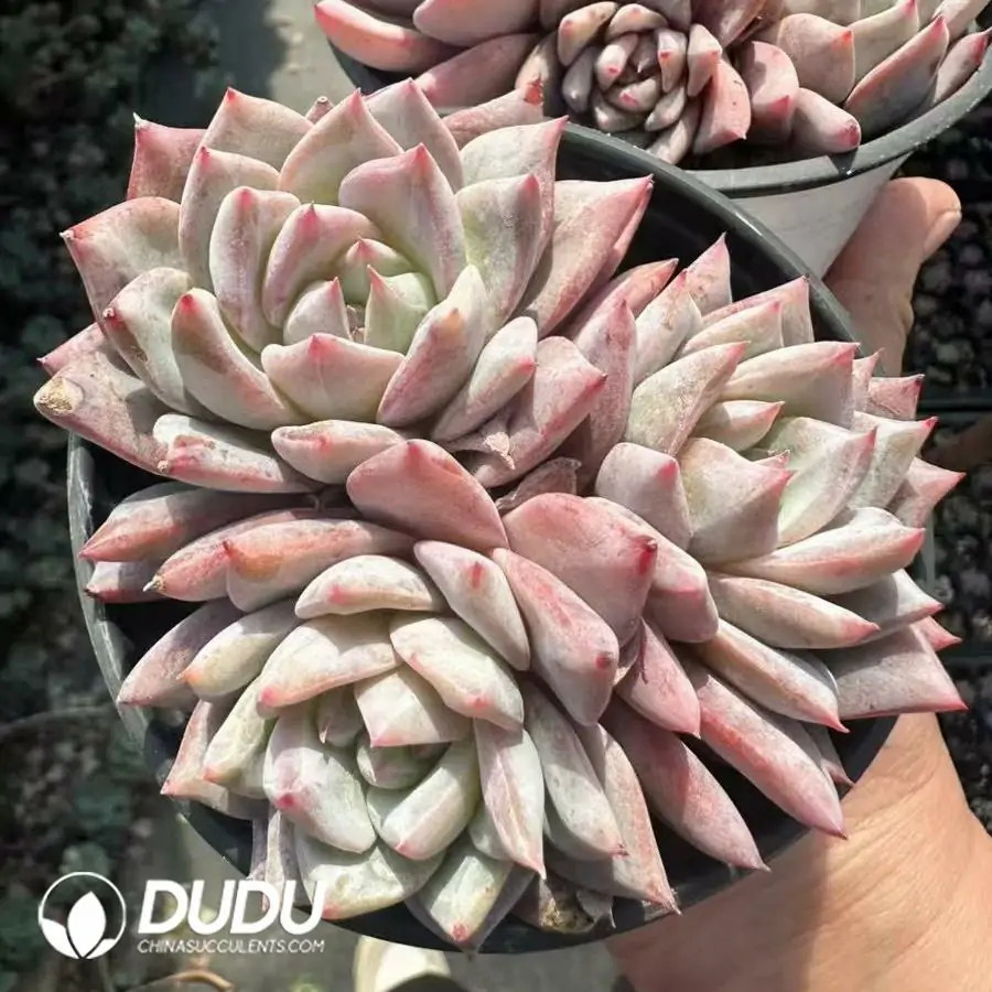 1756124936-1743661285-e201.webp Echeveria Pink Bluebird Clustering - 画像 (1)