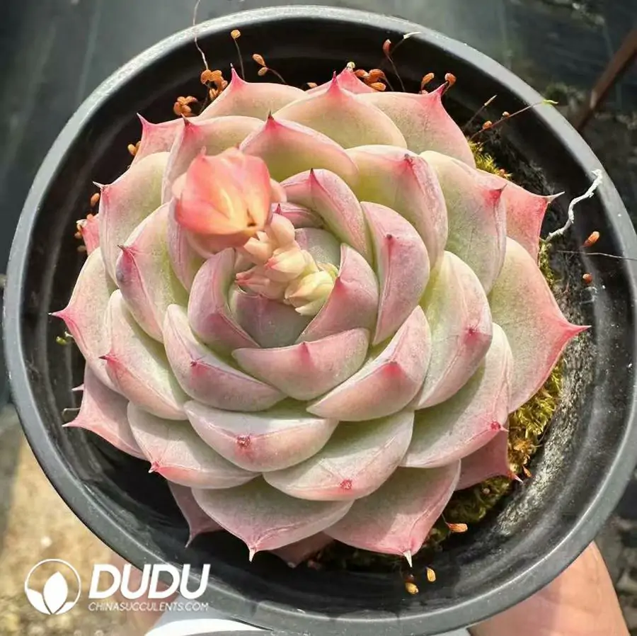 1756124945-1743661344-e201.webp Echeveria Crystal Rose - 画像 (1)