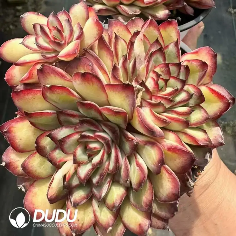 1756124947-1743661356-e201.webp Echeveria Lingyin Clustering - 画像 (1)