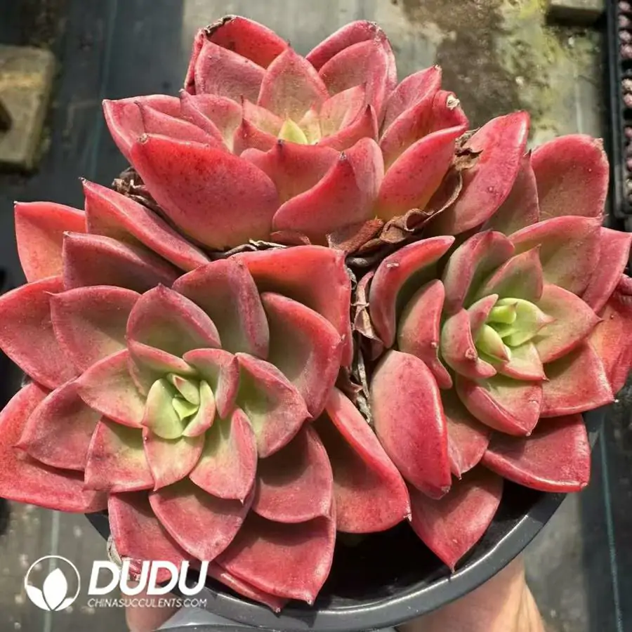 1756124956-1743661408-e201.webp Echeveria Noble Clustering - 画像 (1)