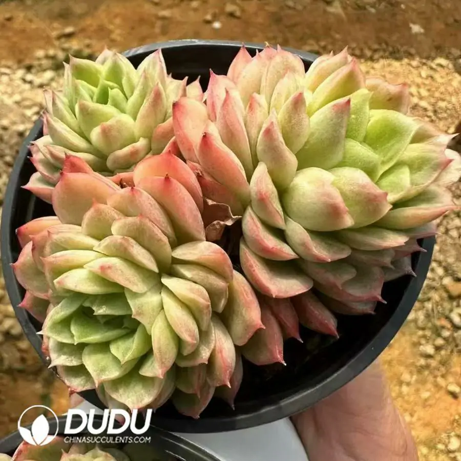 1756124960-1743661434-e201.webp Echeveria Lime Chili Clustering - 画像 (1)