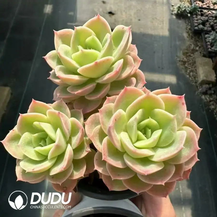 1756124964-1743661462-e201.webp Echeveria Hami Melon Clustering - 画像 (1)