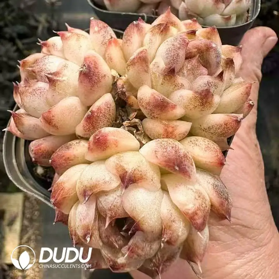 1756124975-1743661506-e201.webp Echeveria Crystal Rose Clustering - 画像 (1)