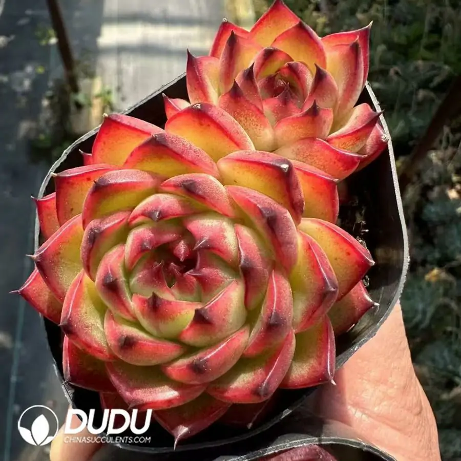 1756125014-1743661731-e201.webp Echeveria Moonstone Double Heads - 画像 (1)