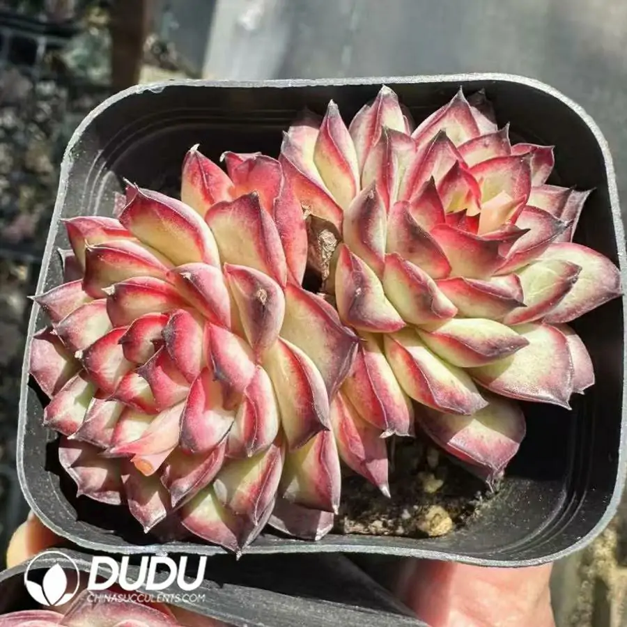 1756125022-1743661784-e201.webp Echeveria Pulidonis Christmas Double Heads - 画像 (1)