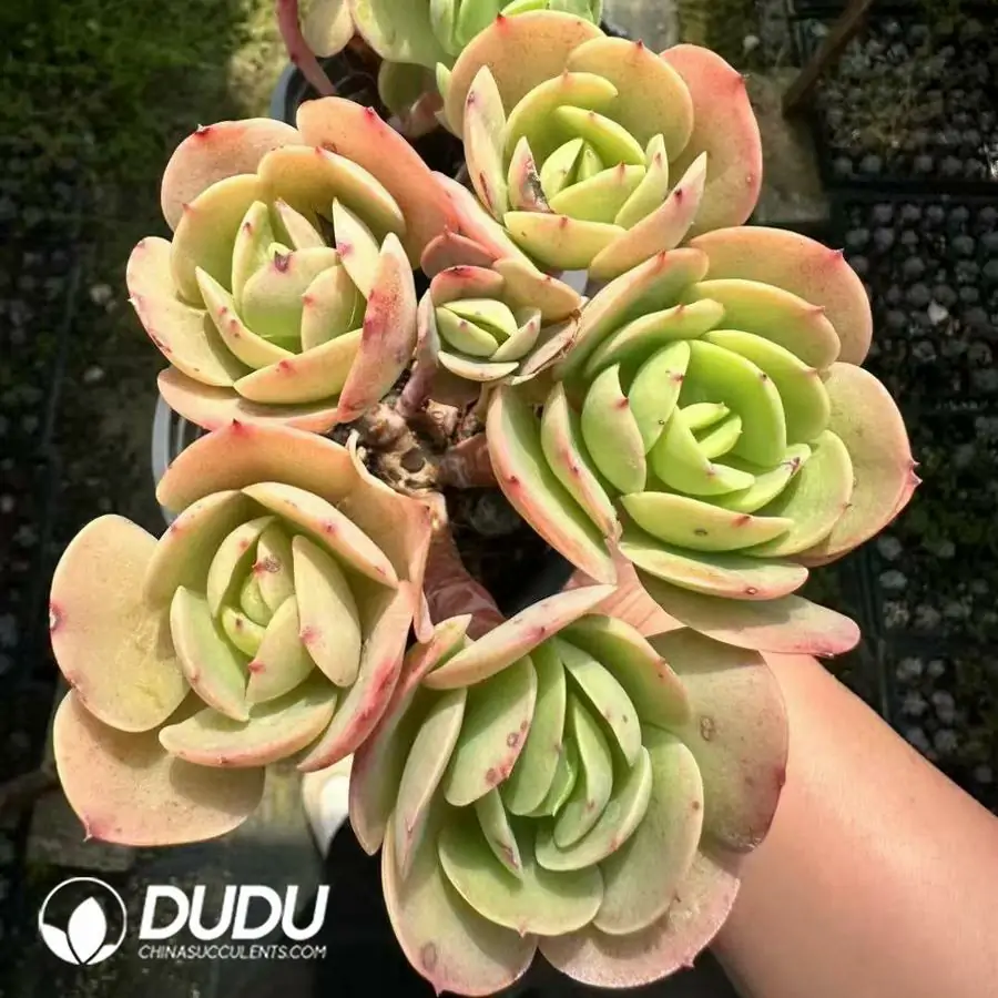 1756125029-1743661818-e201.webp Echeveria Peach Pride Clustering - 画像 (1)