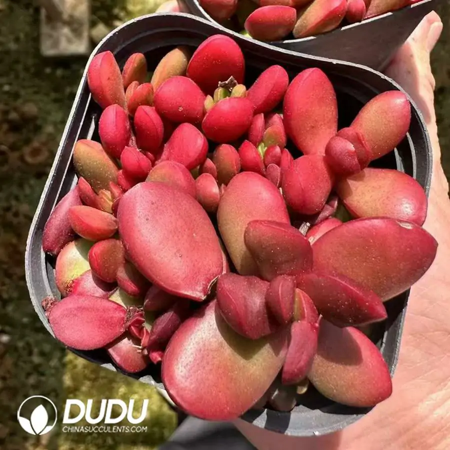 1756125045-1743661906-e201.webp Crassula Clavata - 画像 (1)