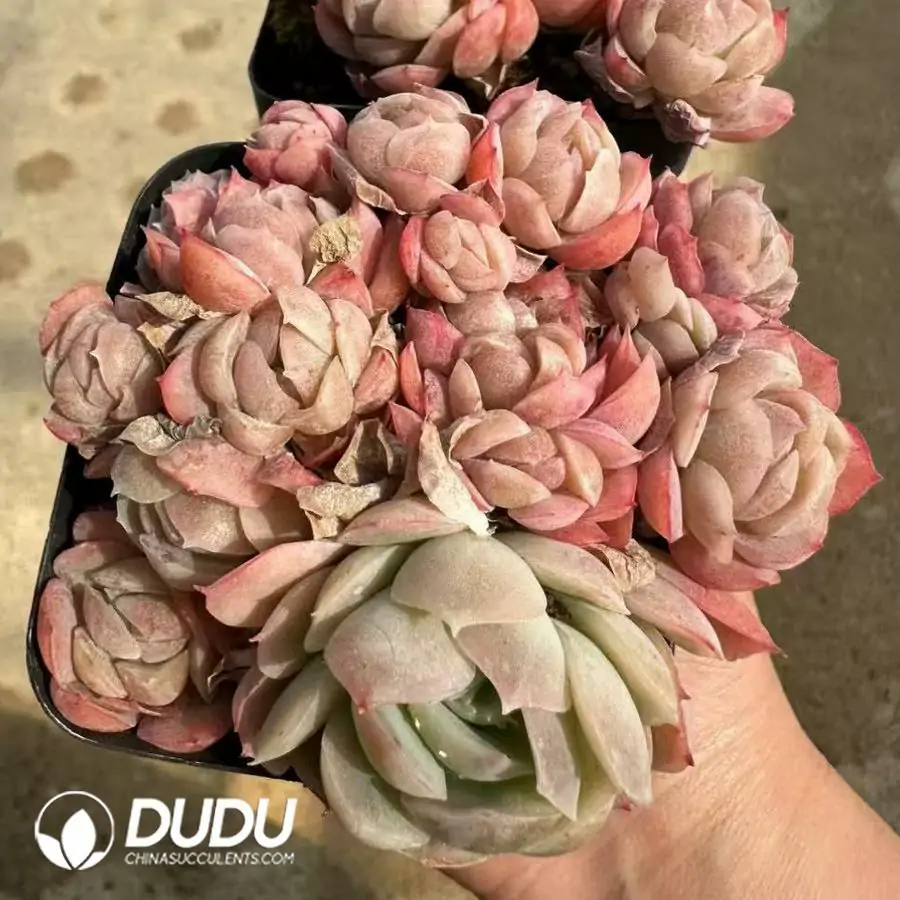 1756125067-1743662020-e201.webp Echeveria Twin Berry Clustering - 画像 (1)