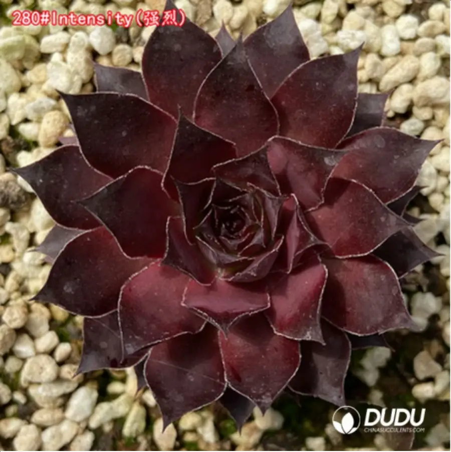 1756125666-1-1240.webp Sempervivum Intensity - 画像 (1)