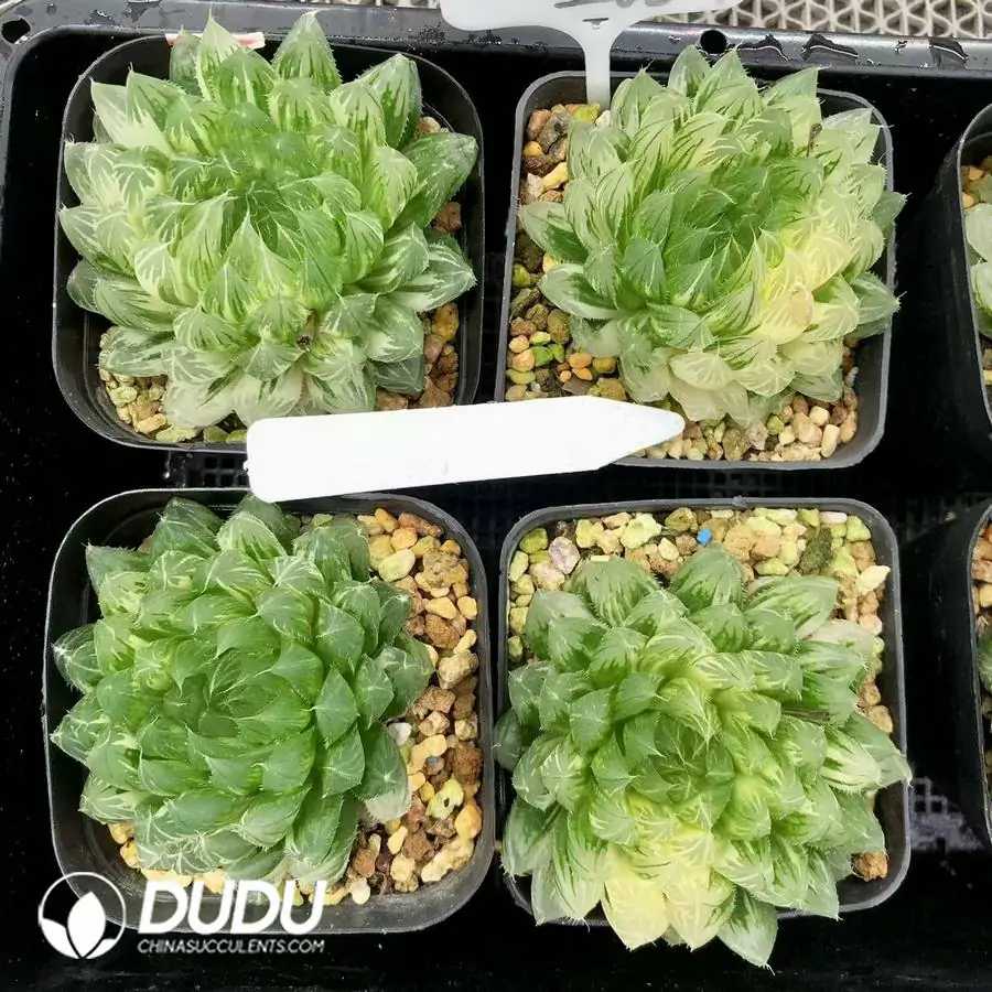 1756126629-1744876008-e201.webp Haworthia Cooperi Flower Butterfly Variegated - 画像 (1)