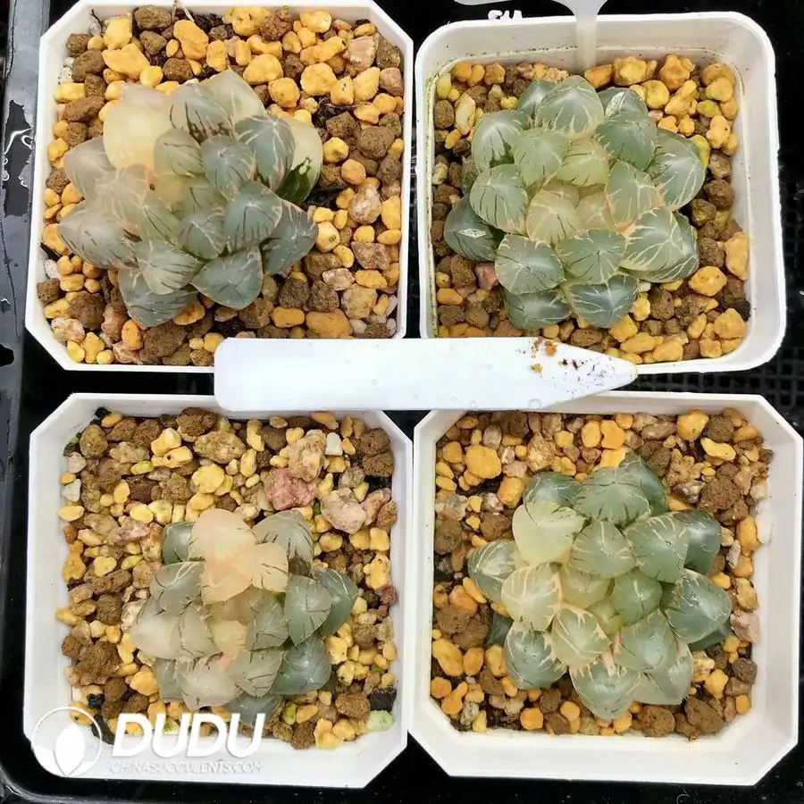 1756126632-1744876015-e201.webp Haworthia Cooperi OM Variegated - 画像 (1)