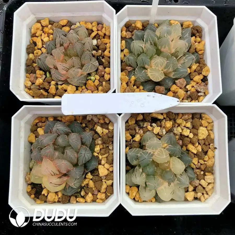 1756126640-1744876030-e201.webp Haworthia Cooperi Dragon Claw Variegated - 画像 (1)